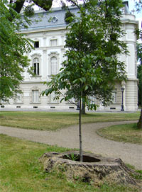 family tree services